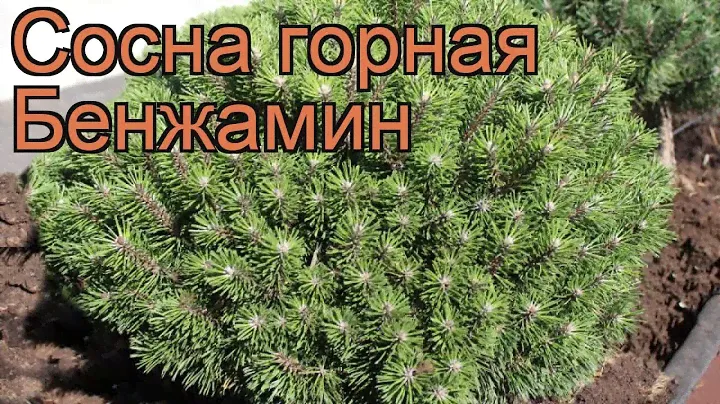 Сосна горная Бенжамин (pinus mugo benjamin) 🌿 Бенжамин обзор: как сажать, саженцы сосны Бенжамин