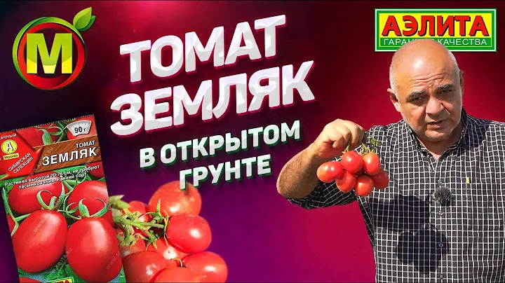 Томат Сибирской Селекции – Сорт Земляк