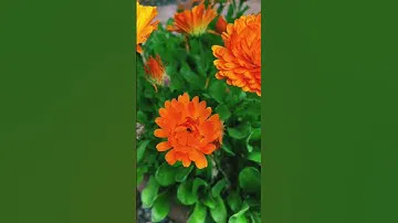Календула или Ноготки