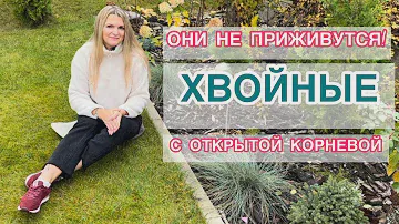 СРОКИ ПОСАДКИ ХВОЙНЫХ / КАК ВЫГЛЯДЯТ ХВОЙНЫЕ С ОКС ЧЕРЕЗ ГОД /  Туя Фореве Голди, Спиралис и другие