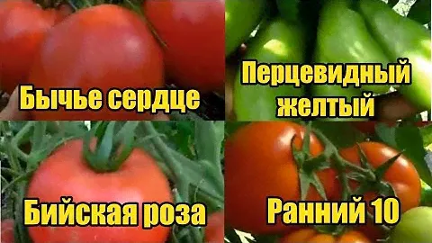 Расскажу за 1 минуту: томаты Бычье сердце, Перцевидный желтый, Бийская роза, Ранний 10