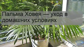Пальма Ховея — уход в домашних условиях