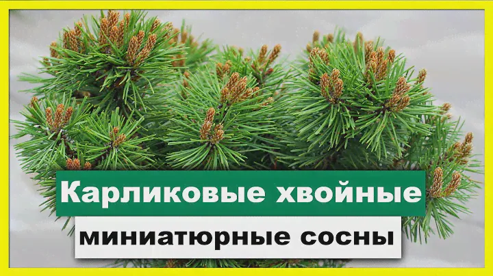 КАРЛИКОВЫЕ ХВОЙНЫЕ ДЛЯ САДА | Миниатюрные СОСНЫ.