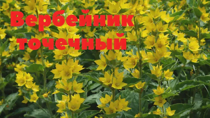 Вербейник точечный! Неприхотливый многолетник