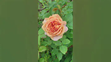 Роза Чарльз Остин #красивыерозы #rose #garden #красивыерозы #flowers #gardening #розы #цветущиерозы