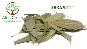 Эвкалипт - применение и польза листьев эвкалипта.