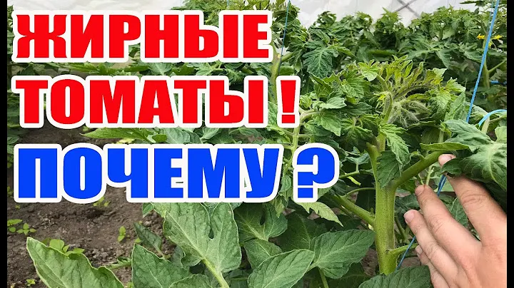 Жирование томатов как остановить ???