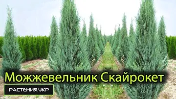 Можжевельник скальный Скайрокет / Можжевельник посадка и уход / хвойные растения