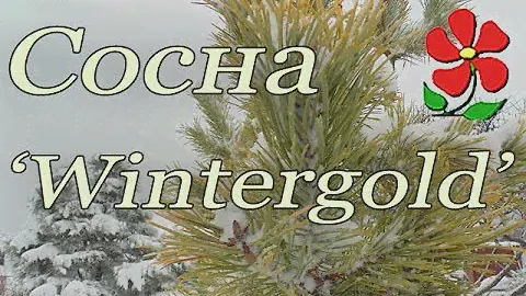 Сосна горная 'Wintergold' - зимние краски сада!