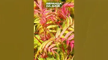 🌿Чем прикрыть забор?Топ-3 гармоничных кустарников