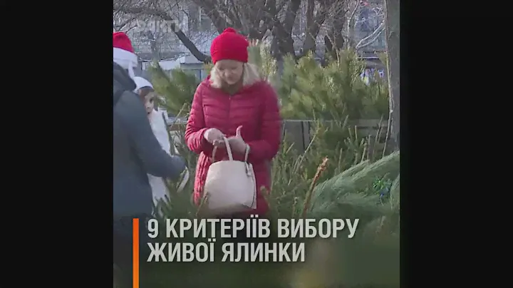 Как выбрать живую елку: 9 критериев