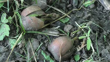 Проросшие жёлуди красного дуба(Quercus rubra) в Пензе.