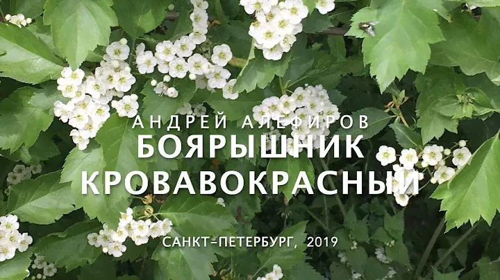Боярышник кроваво-красный. Алефиров А.Н.
