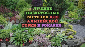 Лучшие низкорослые растения для альпийской горки и рокария.😮