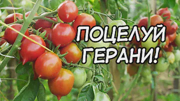Томат Поцелуй Герани в открытом грунте!