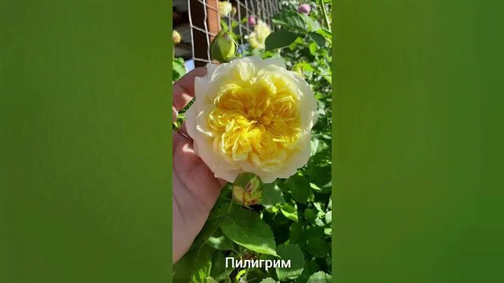 Розы: Пьер Де Ронсар и Пилигрим